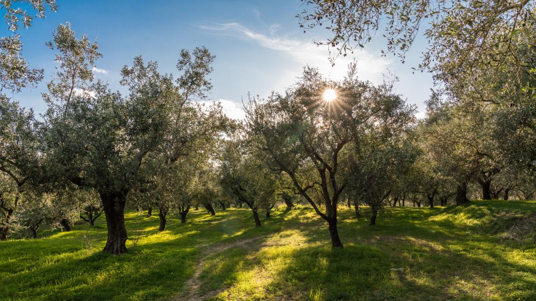ARTOLIO presents: olive tree varieties of Greece