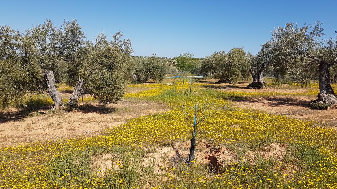 ARTOLIO presents: olive tree varieties of Spain