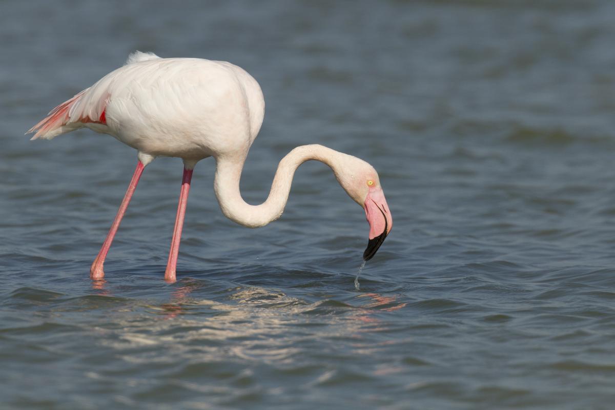 MedArtSal] Did you know that the pink colour of flamingos comes from the  salt flats?